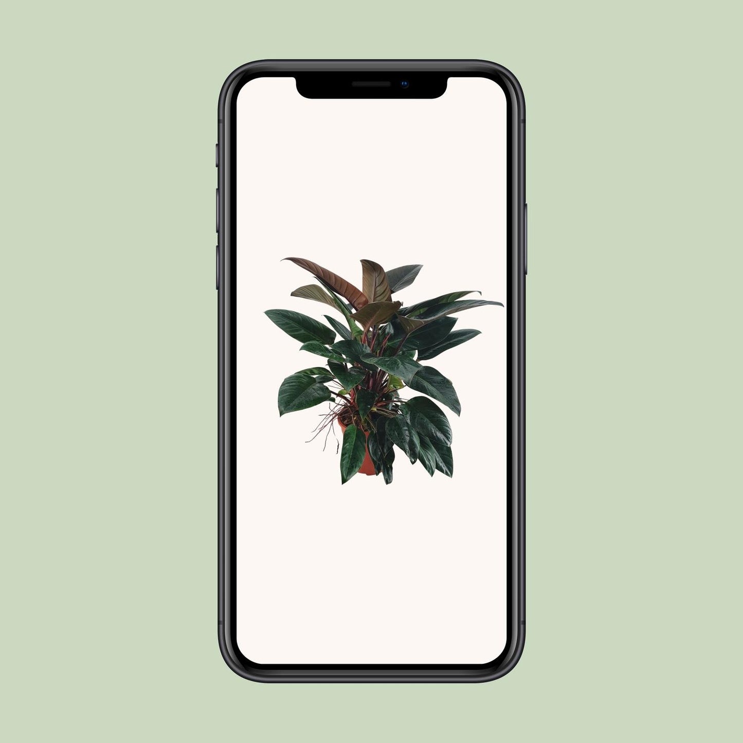 Philodendron Congo Rojo – Pflegeleichte Tropische Zimmerpflanze 100 cm