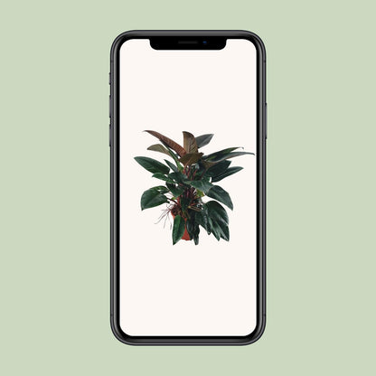 Philodendron Congo Rojo – Pflegeleichte Tropische Zimmerpflanze 100 cm