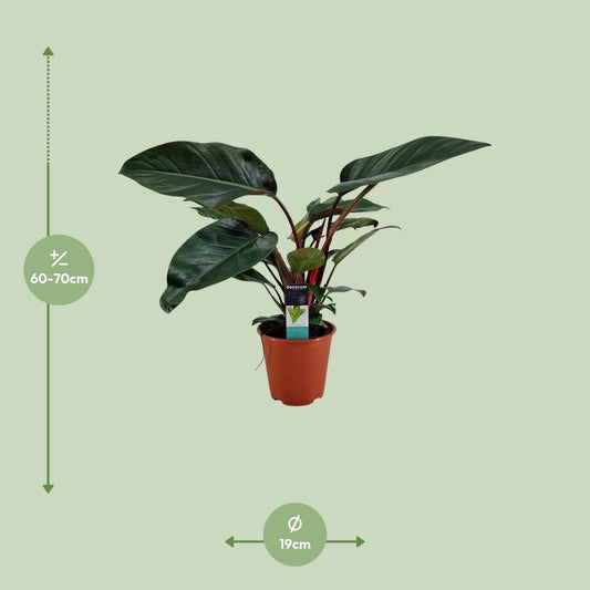 Philodendron Congo Rojo – Pflegeleichte Zimmerpflanze Ø19cm