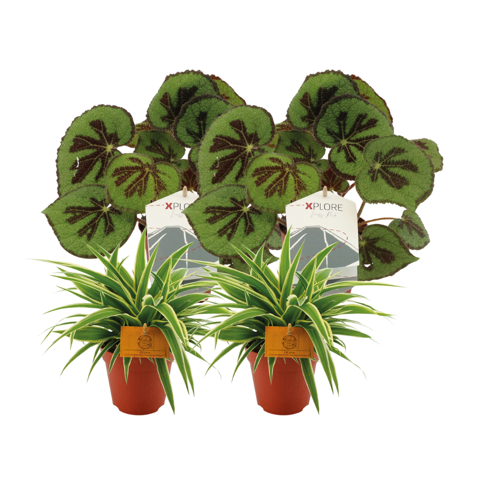 Set: 2x Grünlilie Ocean & 2x Begonie Masoniana Rock Ø12 cm