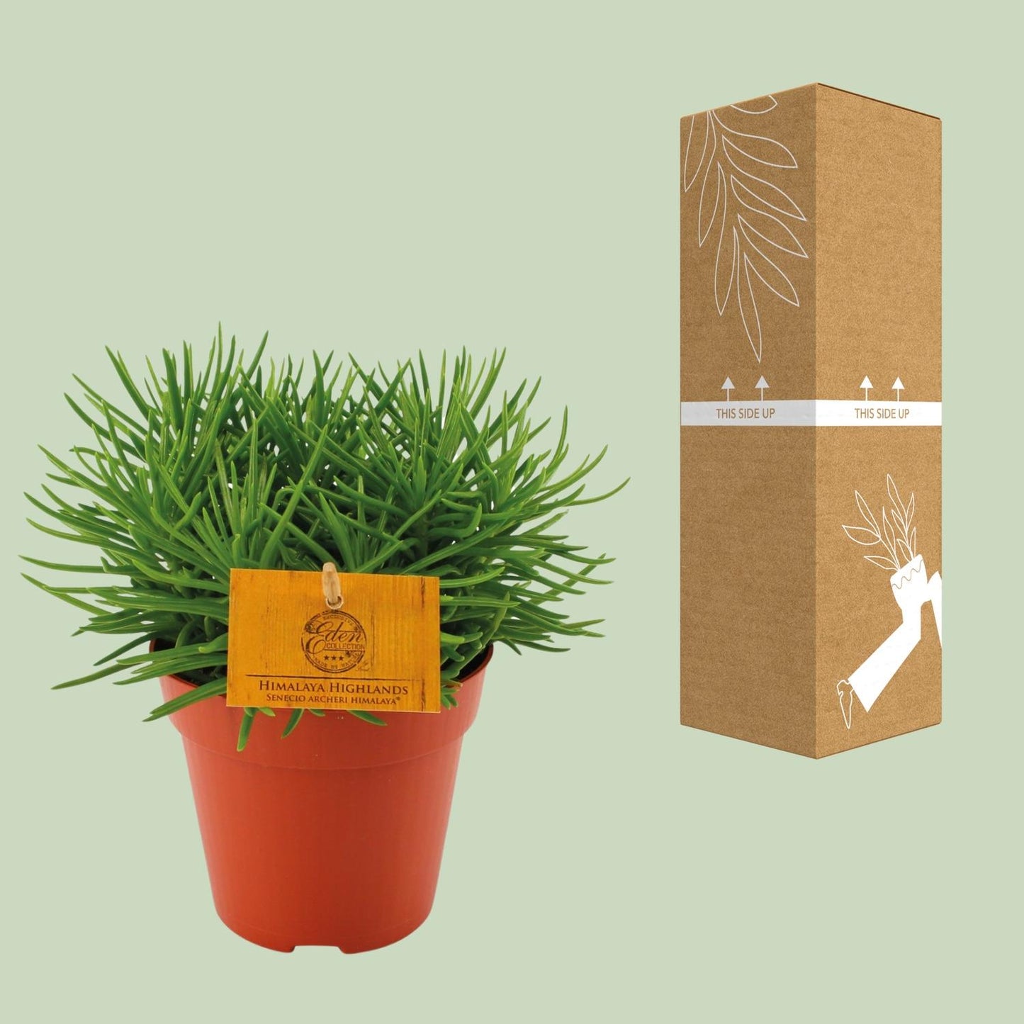 Senecio Himalaya – Pflegeleichte Zimmerpflanze Ø12cm