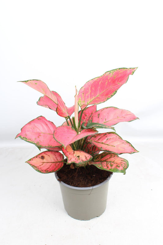 Aglaonema Sun Star – Pflegeleichte Zimmerpflanze Ø17cm