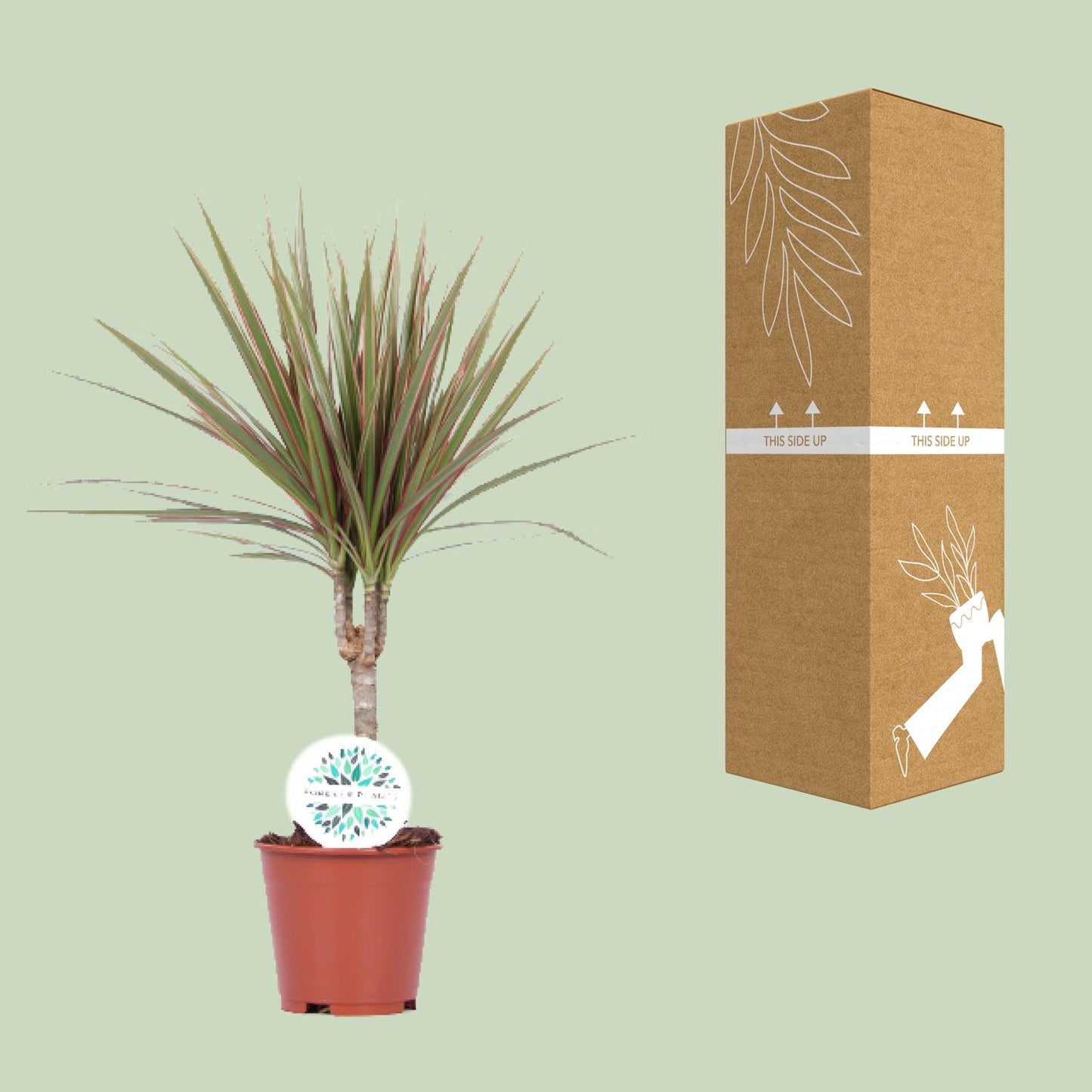 Dracaena Bicolor – Pflegeleichte Luftreiniger-Pflanze Ø14cm