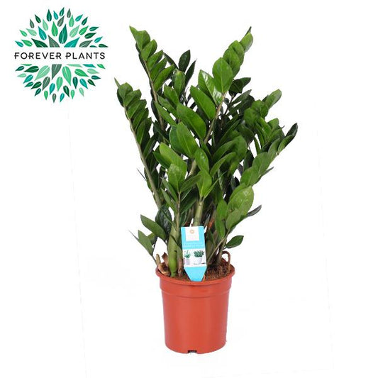 Zamioculcas Zamiifolia – Pflegeleichte Zimmerpflanze Ø21cm