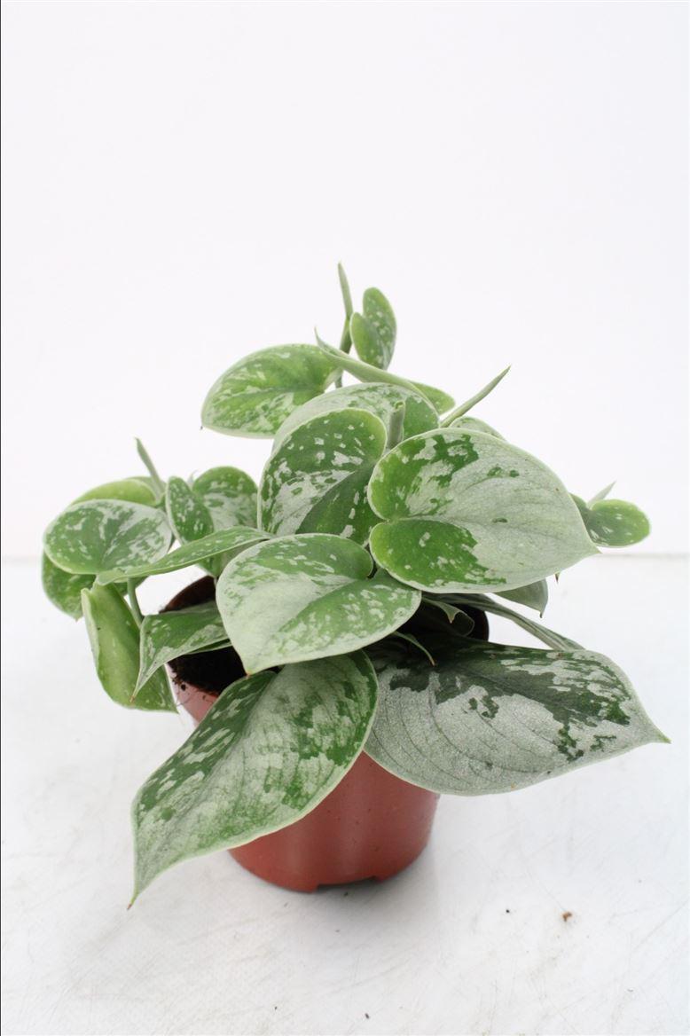 Scindapsus Silvery Ann – Pflegeleichte luftreinigende Zimmerpflanze Ø11cm