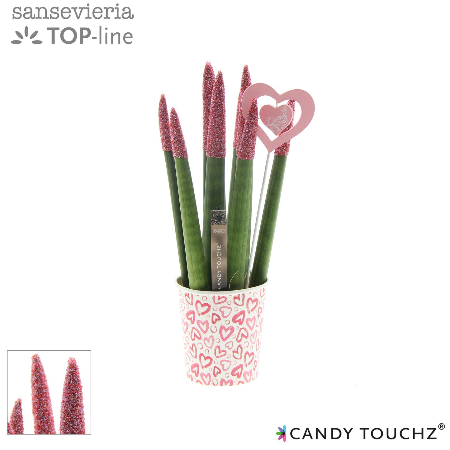 Sansevieria Candy Touchz Sweetdip Red – Pflegeleichte Trendpflanze Ø8,5cm