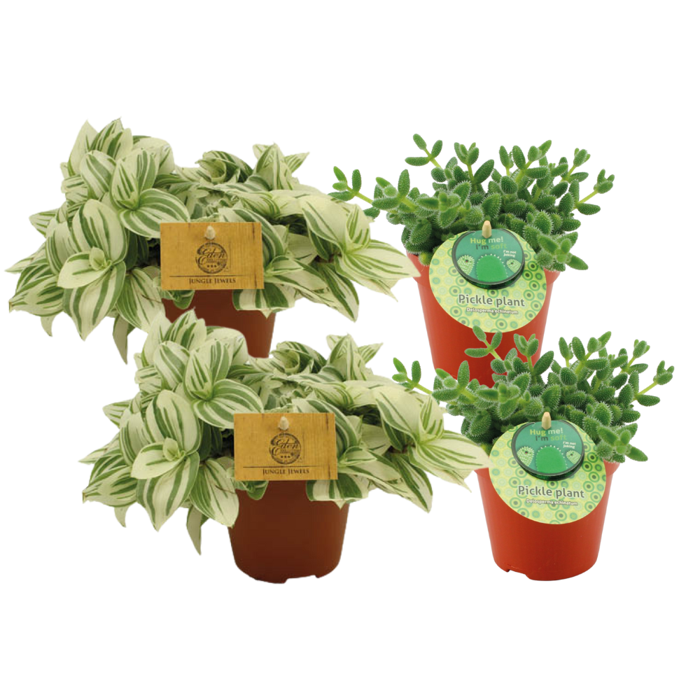 Delosperma Echinatum & Tradescantia Brightness Set – 4 Pflanzen, Ø12 cm