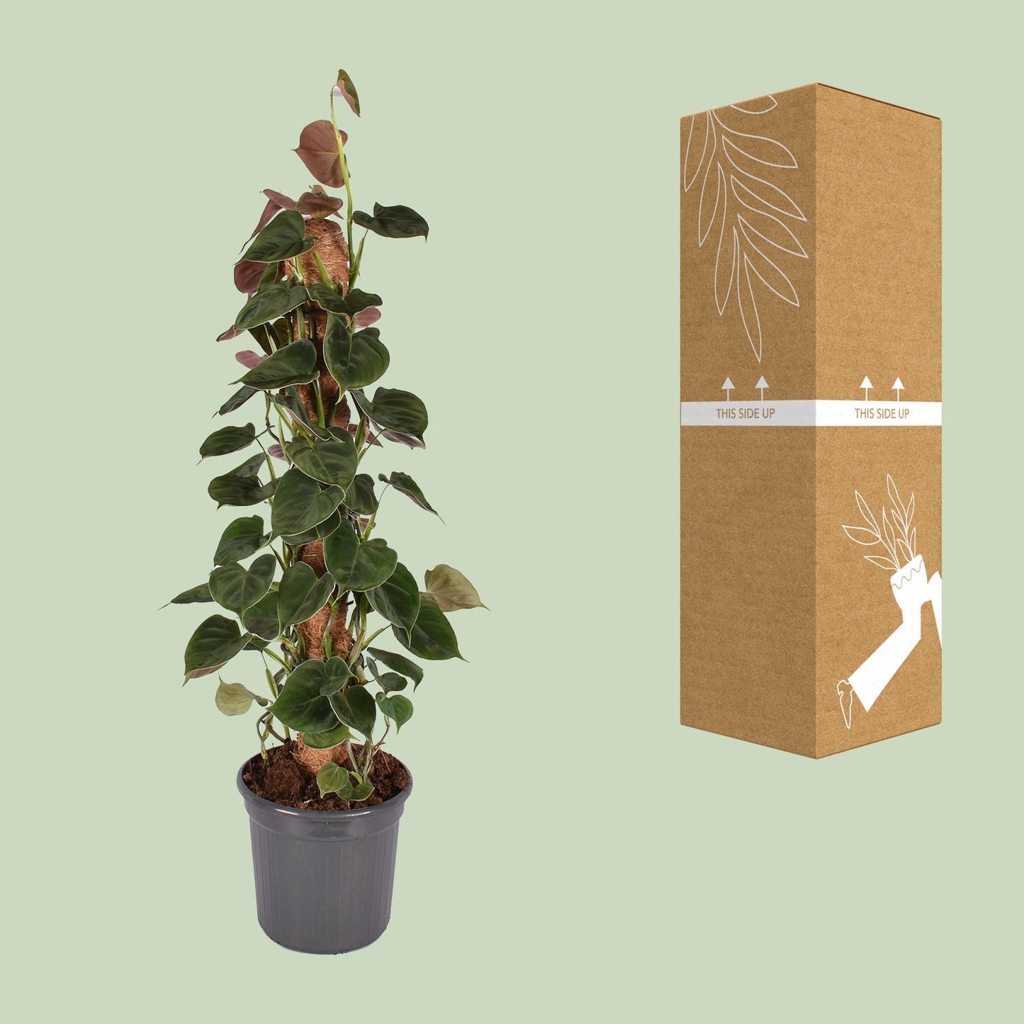 Philodendron Lupinum am Moosstab – 75 cm Kletterpflanze