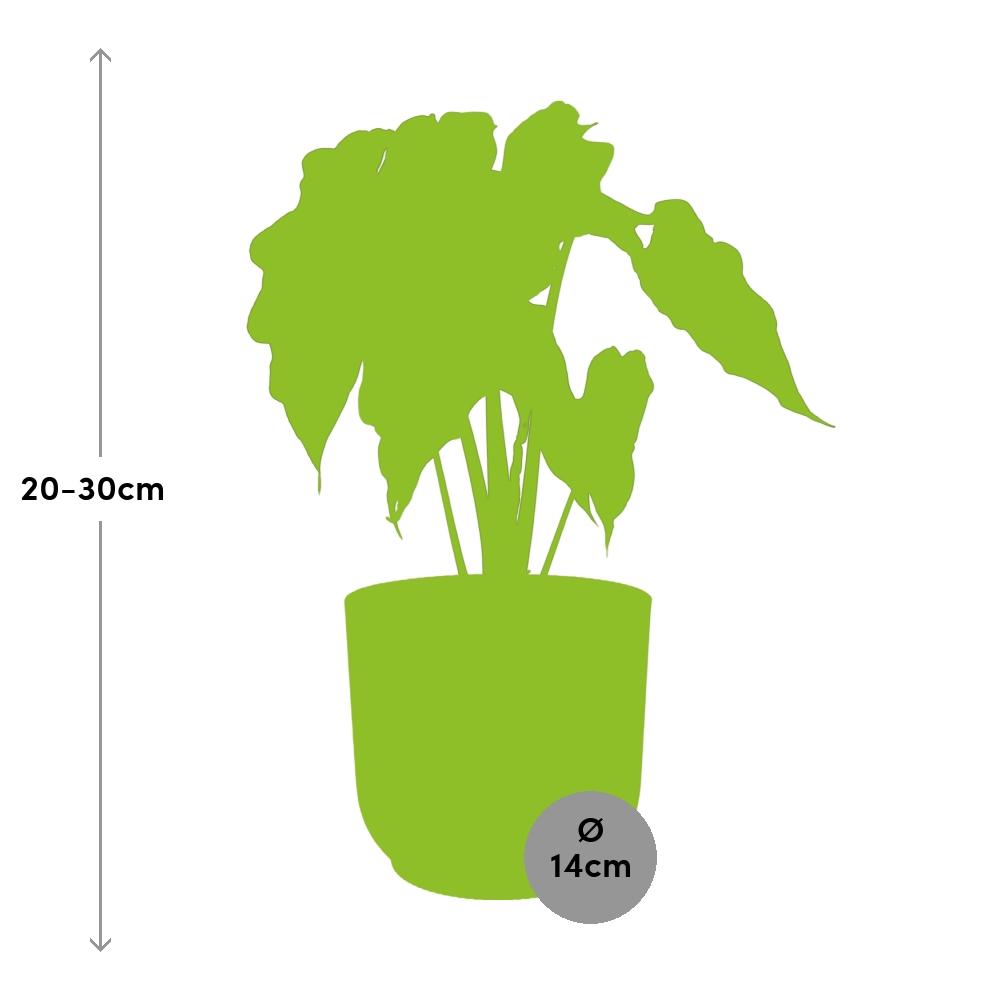 Alocasia ‘Polly’ in ELHO Vibes Fold 14cm rosa – Tropische Zimmerpflanze