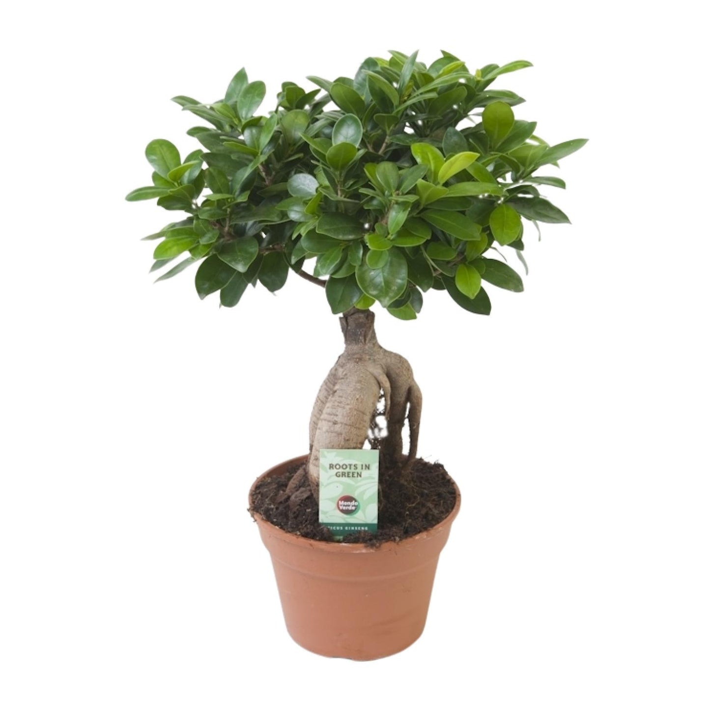Ficus Ginseng – Pflegeleichte Zimmerpflanze Ø17cm, 40cm hoch