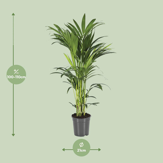 Howea Forsteriana (Kentia-Palme) Ø21cm, bis 110cm hoch