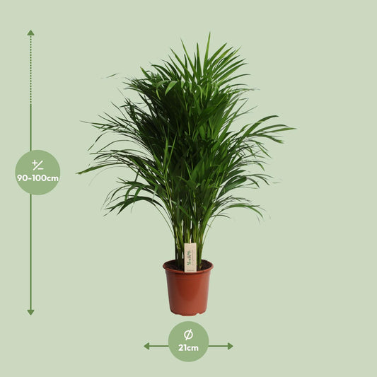 Dypsis Lutescens (Areca) – Pflegeleichte Zimmerpflanze Ø21cm