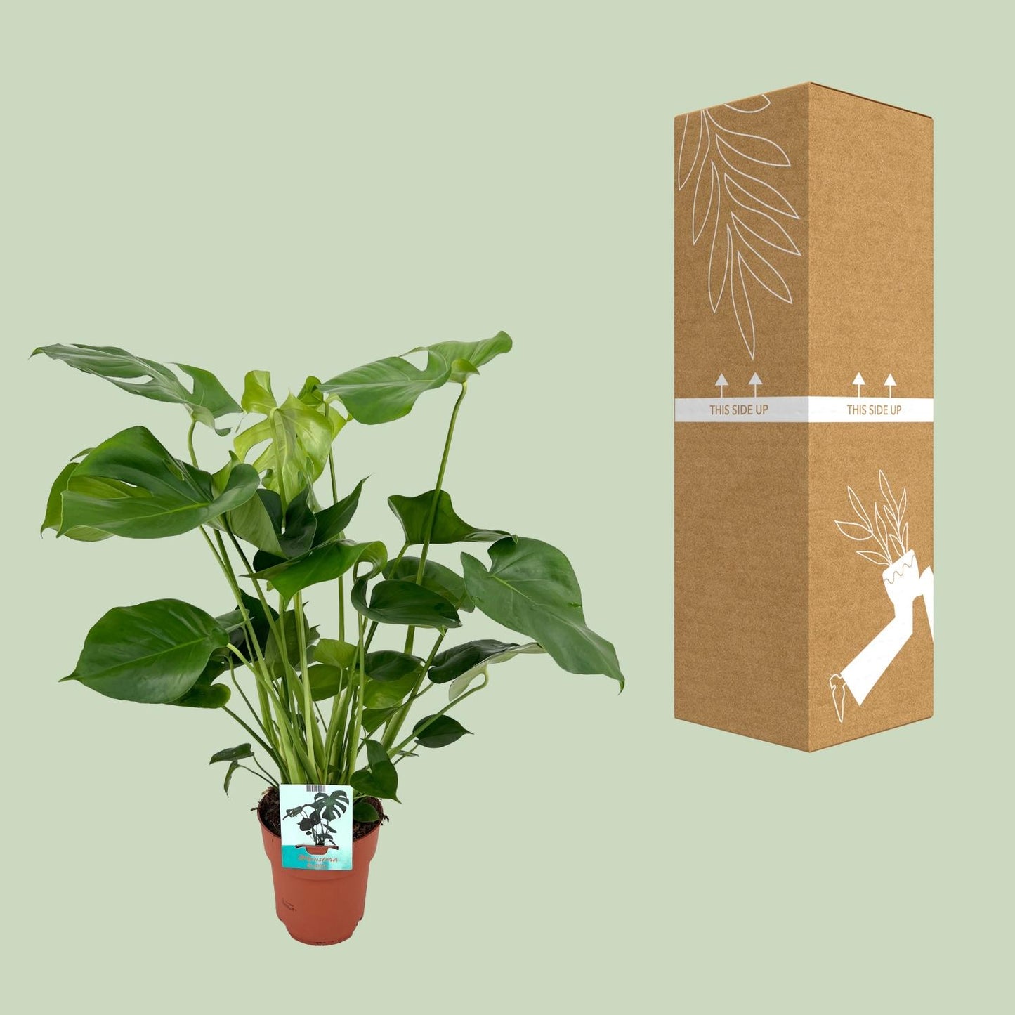 Monstera Deliciosa – Pflegeleichte Tropische Zimmerpflanze Ø19cm