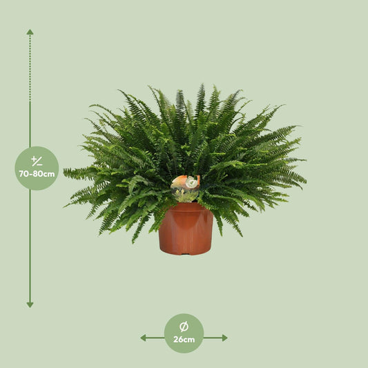 Nephrolepis Green Lady – Pflegeleichter Bostonfarn Ø26cm