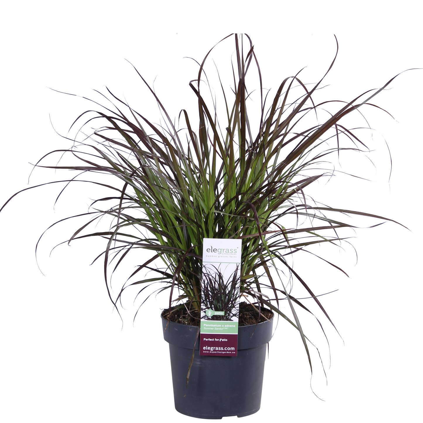 Pennisetum x advena 'Summer Samba' – Farbenfrohes Ziergras Ø19cm