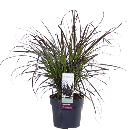 Pennisetum x advena 'Summer Samba' – Farbenfrohes Ziergras Ø19cm