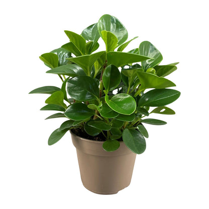 Peperomia Obtusifolia Green Gold – Pflegeleichte Trendpflanze Ø15cm