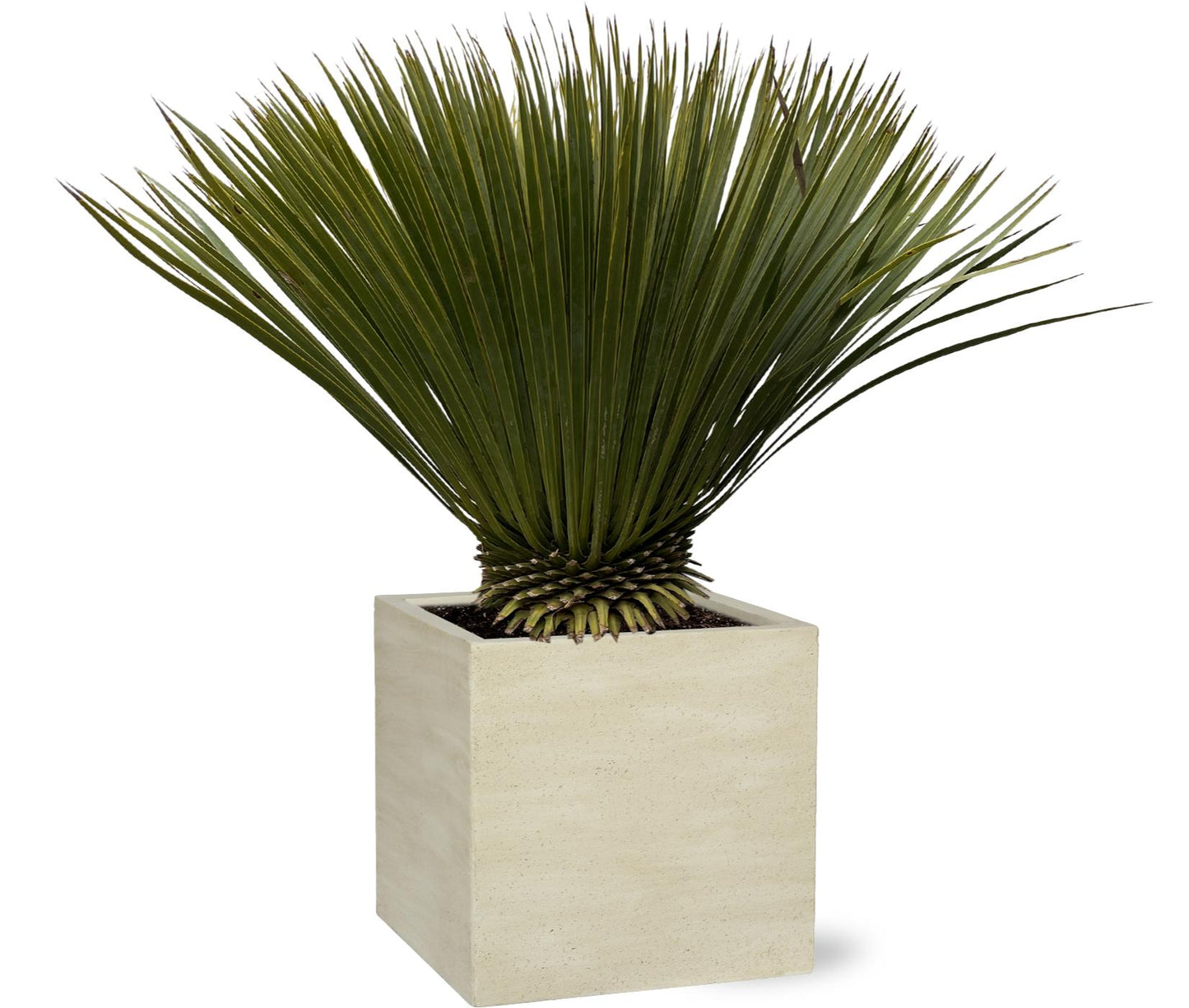 Yucca Rostrata – Robuste & dekorative Zimmer- und Gartenpflanze 75cm
