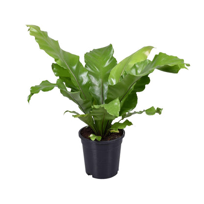 Asplenium Nidus – Pflegerleichter Vogelnestfarn Ø17cm