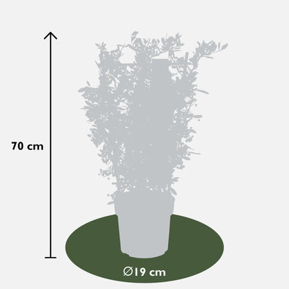 Pyracantha coccinea Red Star – Immergrüner Feuerdorn mit roten Beeren