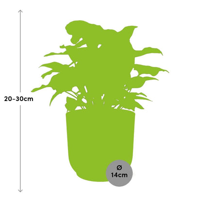 Syngonium Arrow in ELHO Vibes Fold 14cm Rosé