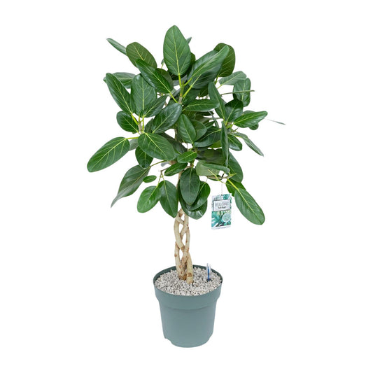 Birkenfeige 'Altissima' – Pflegeleichte Zimmerpflanze Ø27cm, 110cm hoch