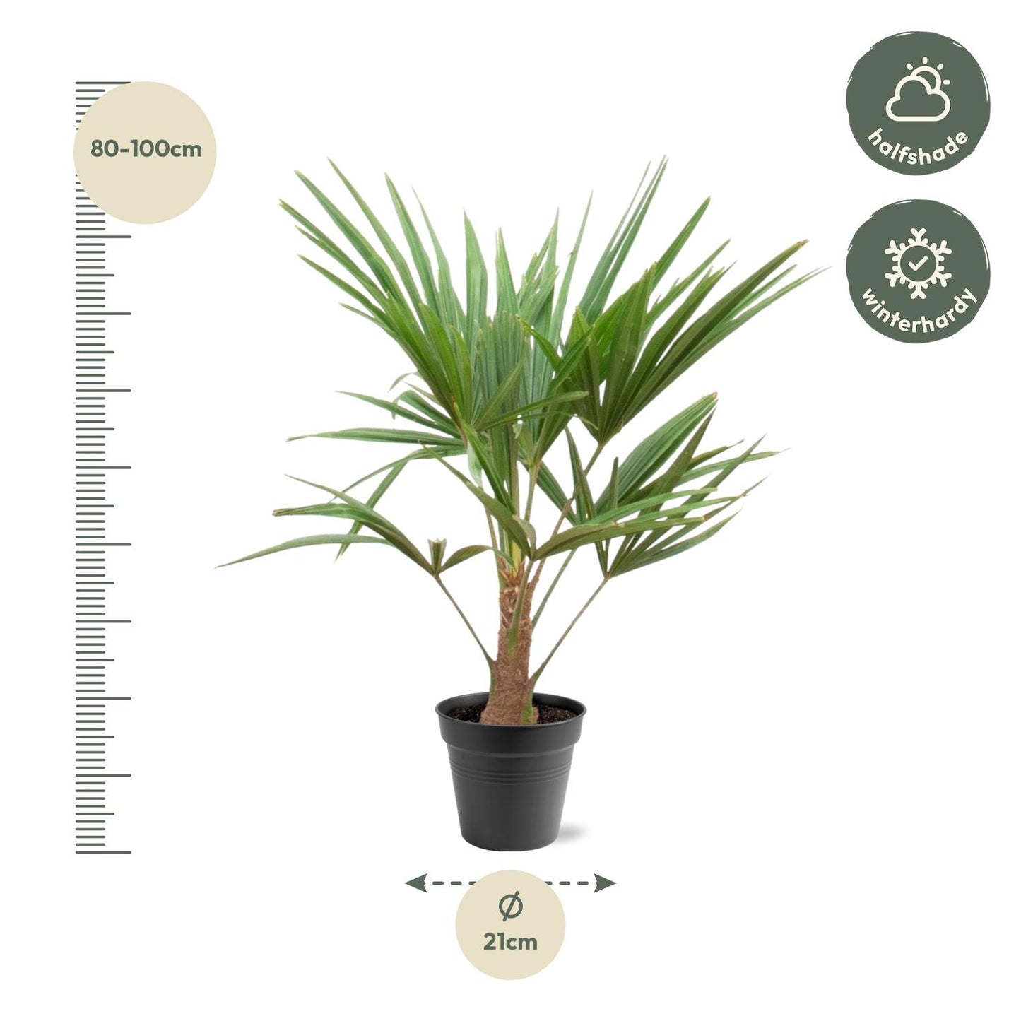 Trachycarpus Fortunei Palme – 90-100 cm, Ø 21 cm Topf