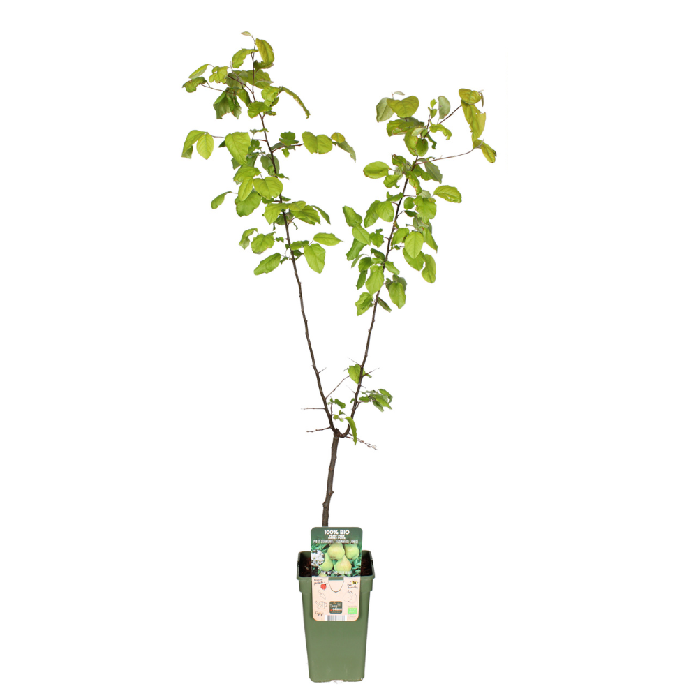 Pyrus Communis 'Doyenne Du Comice' – Pflegeleichte Birnenpflanze Ø19cm