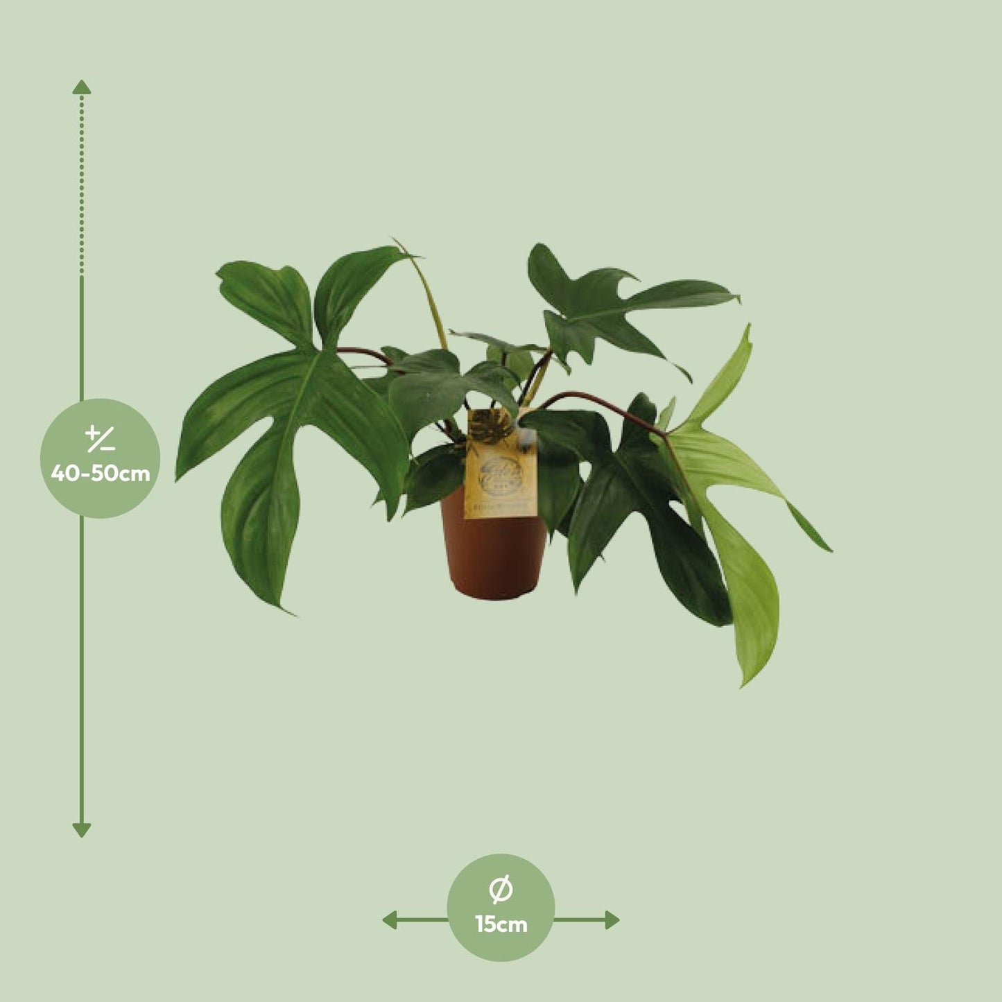 Philodendron Florida Green – Pflegeleichte Zimmerpflanze Ø15 cm