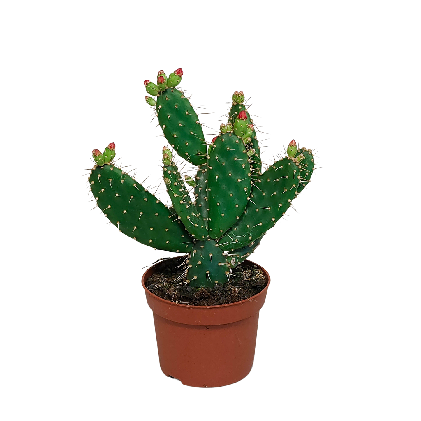 Opuntia quitensis – Pflegeleichte Sukkulente 12 cm