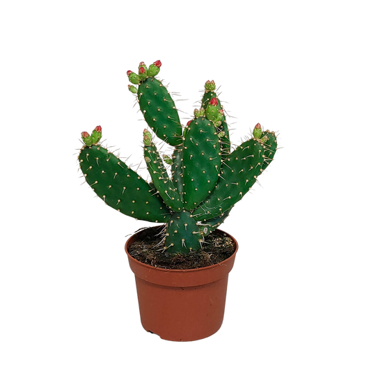Opuntia quitensis – Pflegeleichte Sukkulente 12 cm