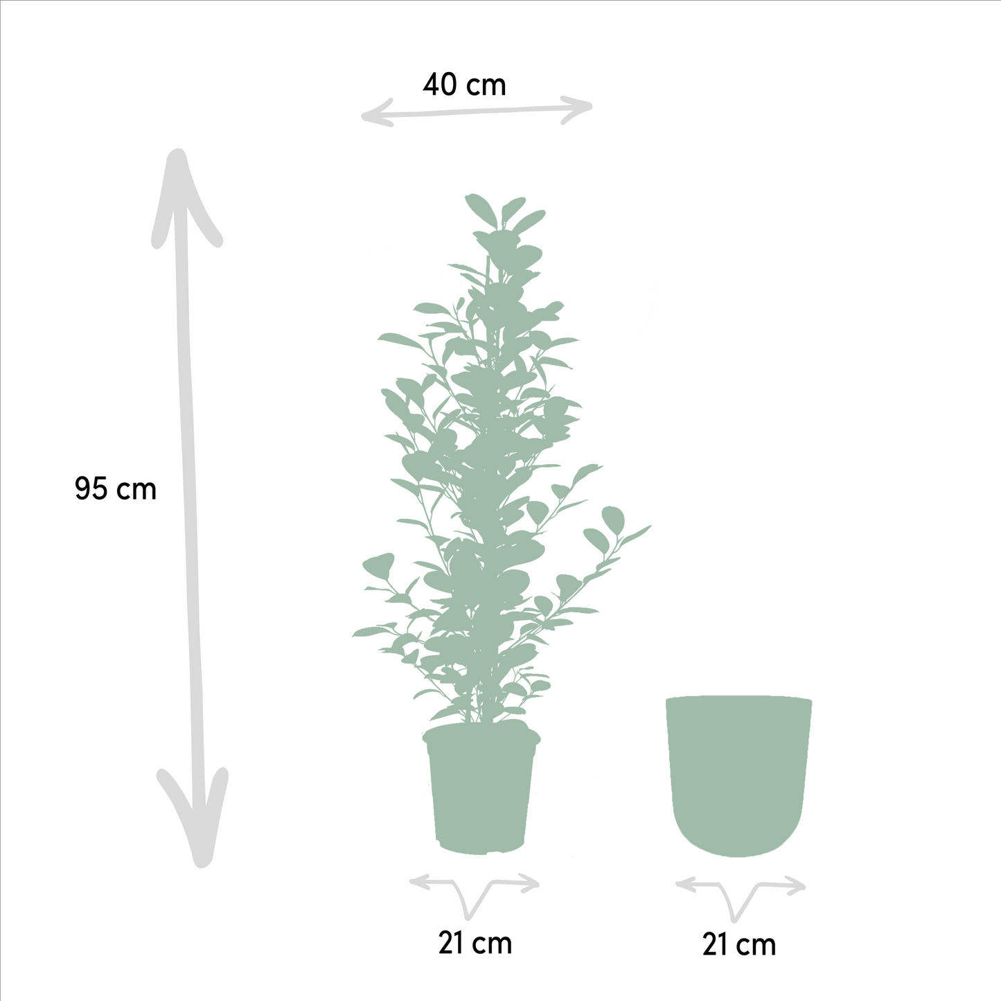 Ficus microcarpa Moclame – luftreinigende Zimmerpflanze Ø21cm
