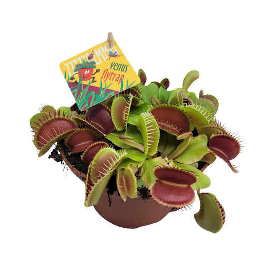 Dionaea Muscipula – Gemeine Fliegenfalle Ø12cm