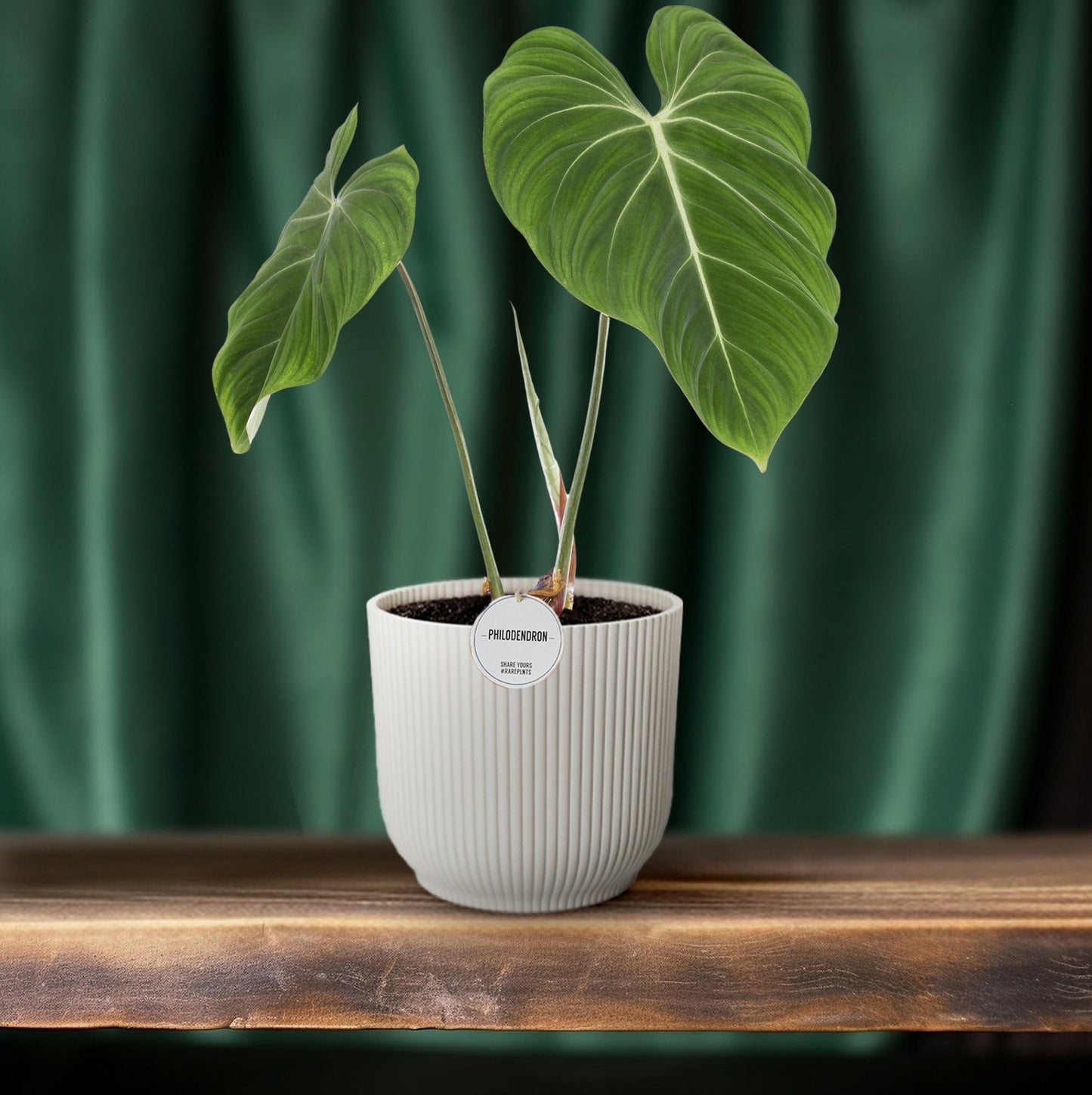 Philodendron Gloriosum Ø15cm – Pflegeleichte Zimmerpflanze