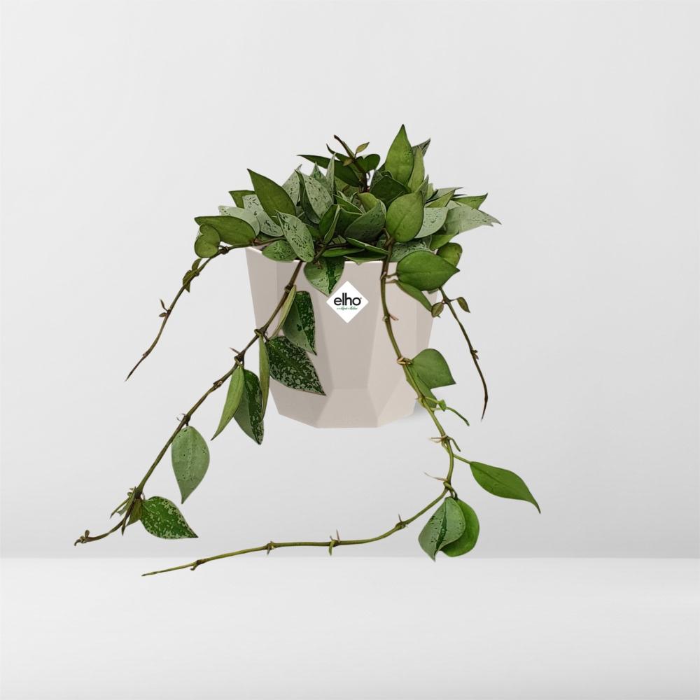 Hoya Krohniana Eskimo – Pflegeleichte Wachsblume 14 cm