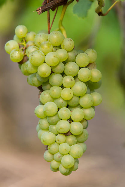 Vitis vinifera 'Johanniter' – Weiße Weinrebe Ø13cm, pflegeleicht & robust