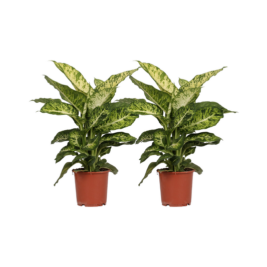 Dieffenbachia Mars 2er Set Ø17cm, ca. 50cm hoch