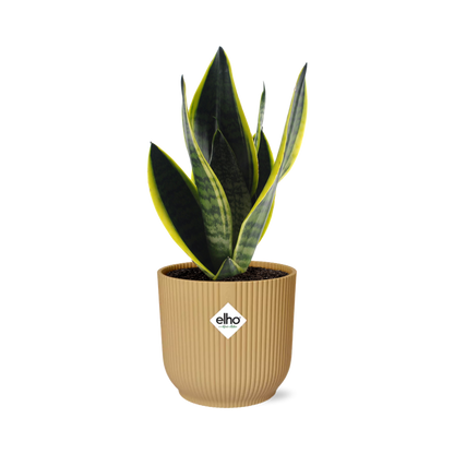 Sansevieria Futura Superba in ELHO Vibes Fold 14cm Gelb