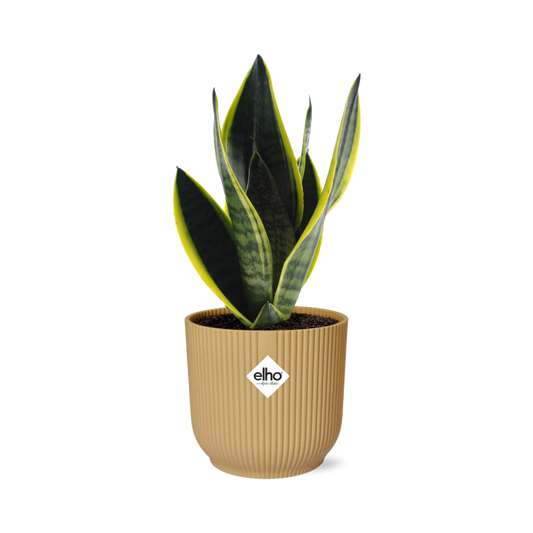 Sansevieria Futura Superba in ELHO Vibes Fold 14cm Gelb