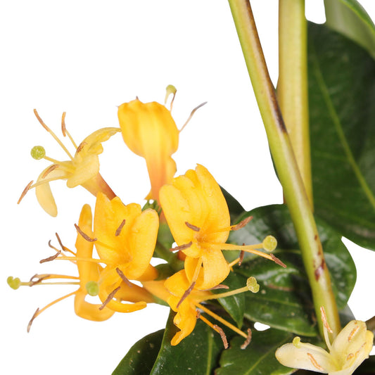 3x Lonicera henryi Copper Beauty – Immergrünes Klettergeißblatt Ø15cm