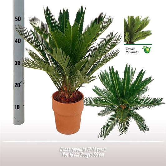 Cycas Revoluta – Robuste & pflegeleichte Zimmerpflanze Ø16 cm