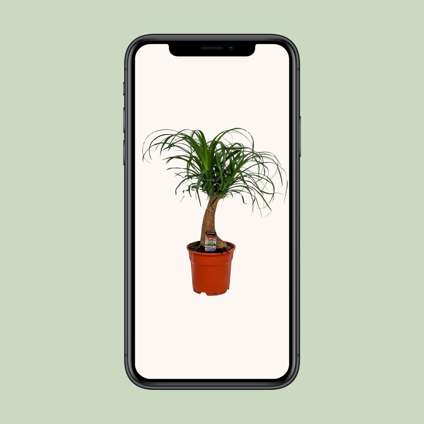 Beaucarnea Recurvata – Pflegeleichte Zimmerpflanze Ø17 cm