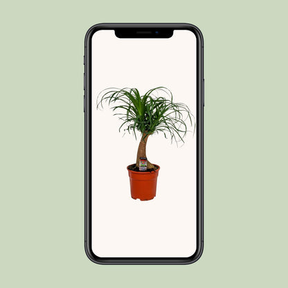 Beaucarnea Recurvata – Pflegeleichte Zimmerpflanze Ø17 cm