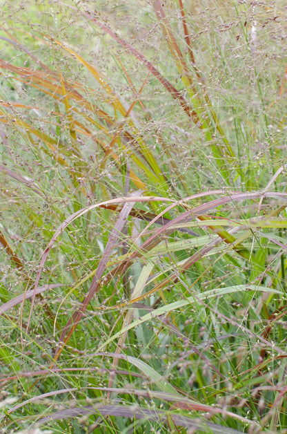 Panicum virgatum Cheyenne Sky – Kompaktes Ziergras Ø23cm