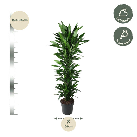 Dracaena Janet Lind vertakt – 170 cm – Ø34 cm