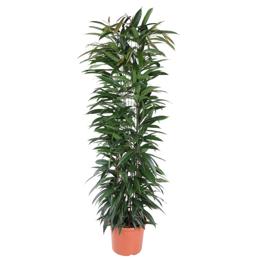 Ficus Alii King – Pflegeleichte elegante Zimmerpflanze 150 cm