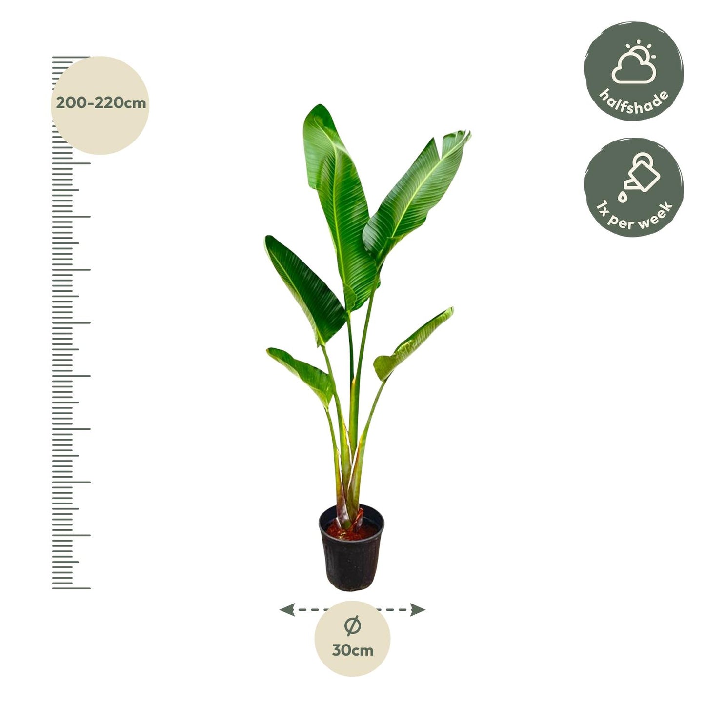 Strelitzia Augusta – Weißer Paradiesvogel, 210 cm