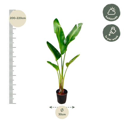 Strelitzia Augusta – Weißer Paradiesvogel, 210 cm