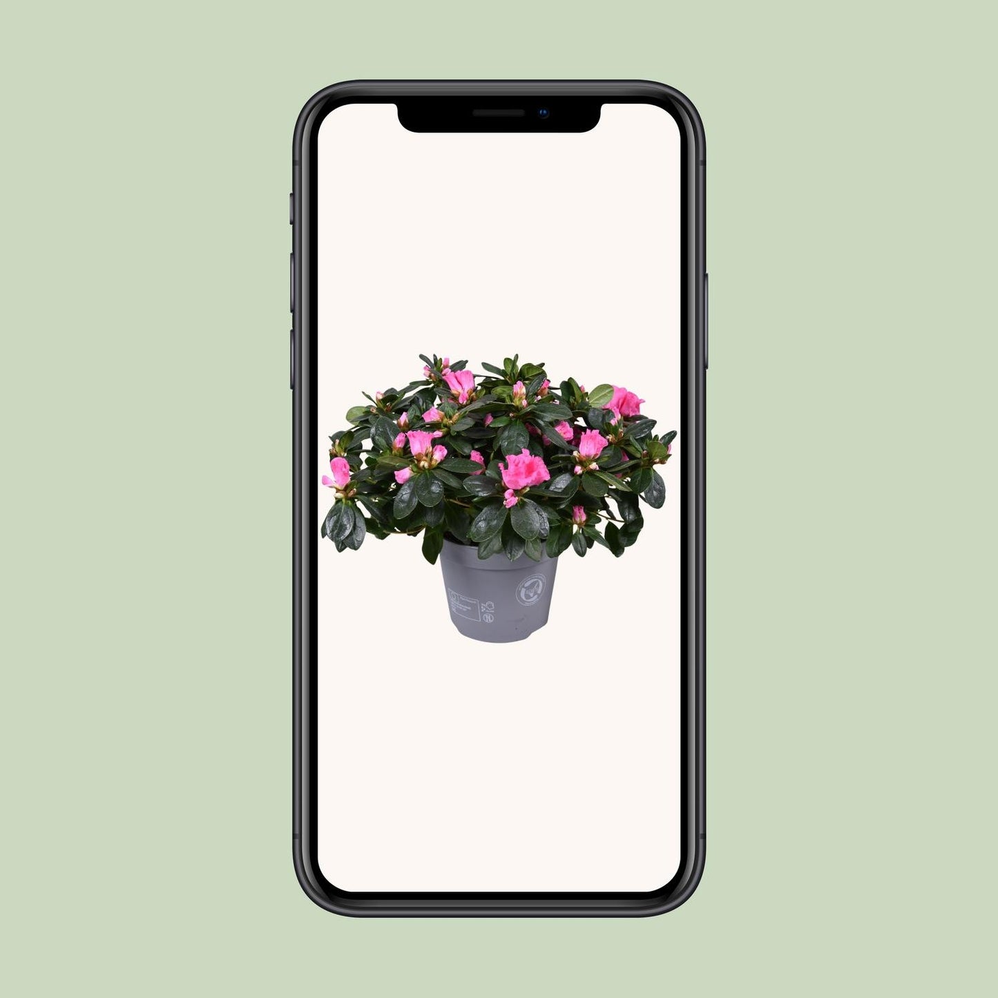 Azalee 'Rose Vogel' – Blühende Zimmerpflanze Ø14cm