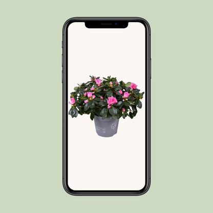 Azalee 'Rose Vogel' – Blühende Zimmerpflanze Ø14cm
